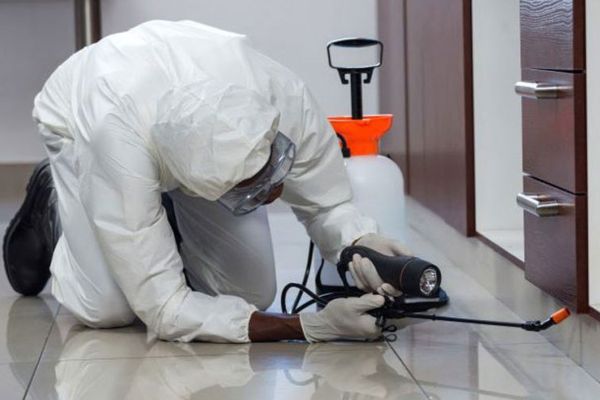 Servicio de desinsectación - Empresa Control de Plagas Pamplona, Navarra
